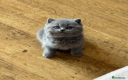British Shorthair cats for sale: British Shorthair Kittens - Image 3