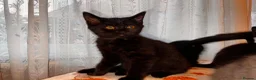 Mixed Breed cats for sale: Adorable Kittens  - Advert 2