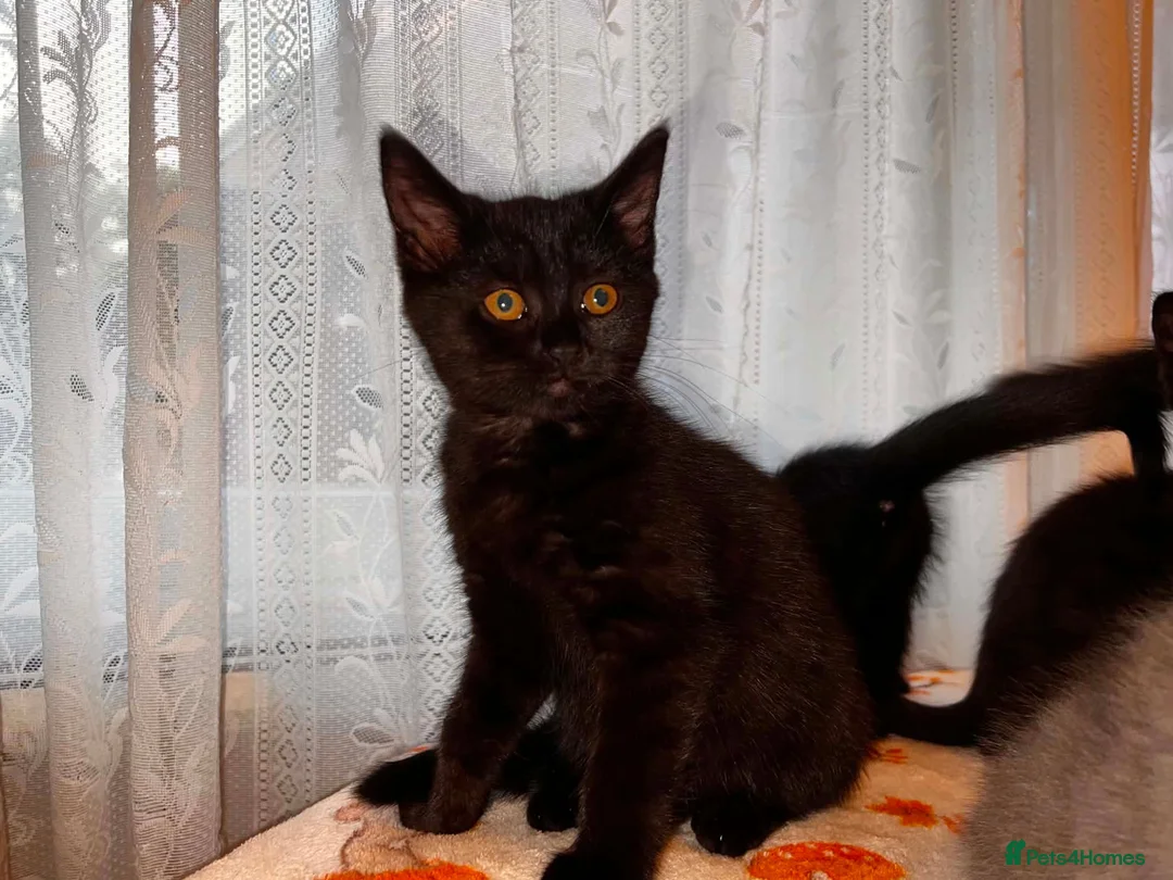 Mixed Breed cats for sale: Adorable Kittens  - Advert 2