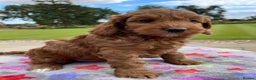 Toy Poodle dogs for stud: Fabulous Red Toy Poodle at Stud . in Driffield - Advert 6