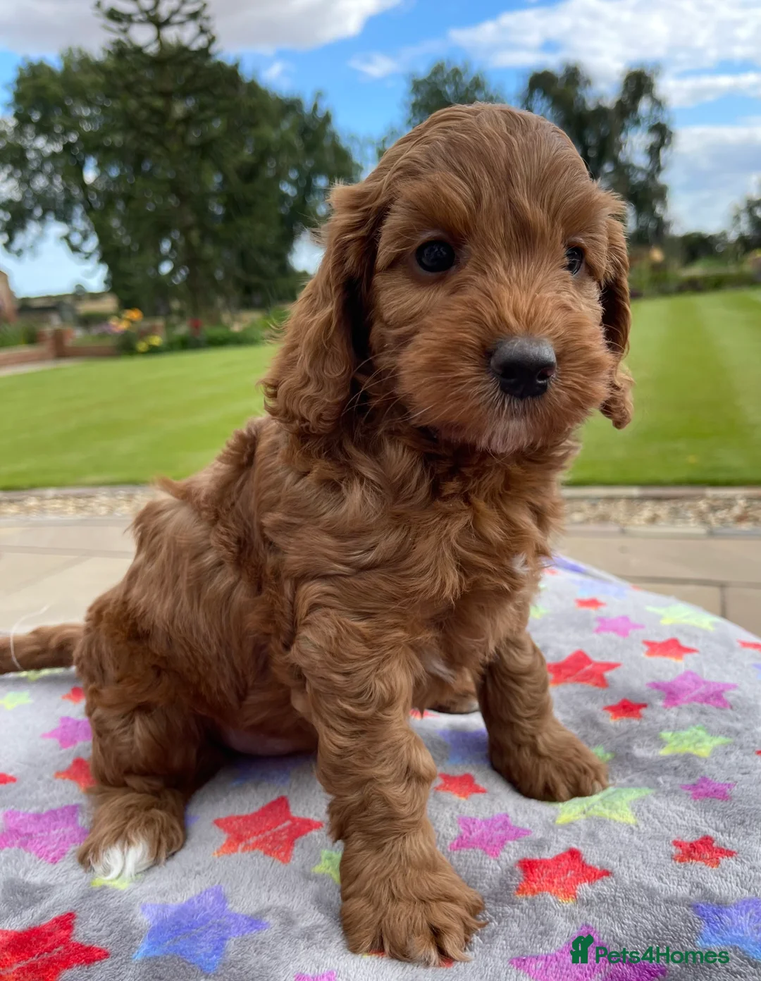 Toy Poodle dogs for stud: Fabulous Red Toy Poodle at Stud . in Driffield - Advert 6