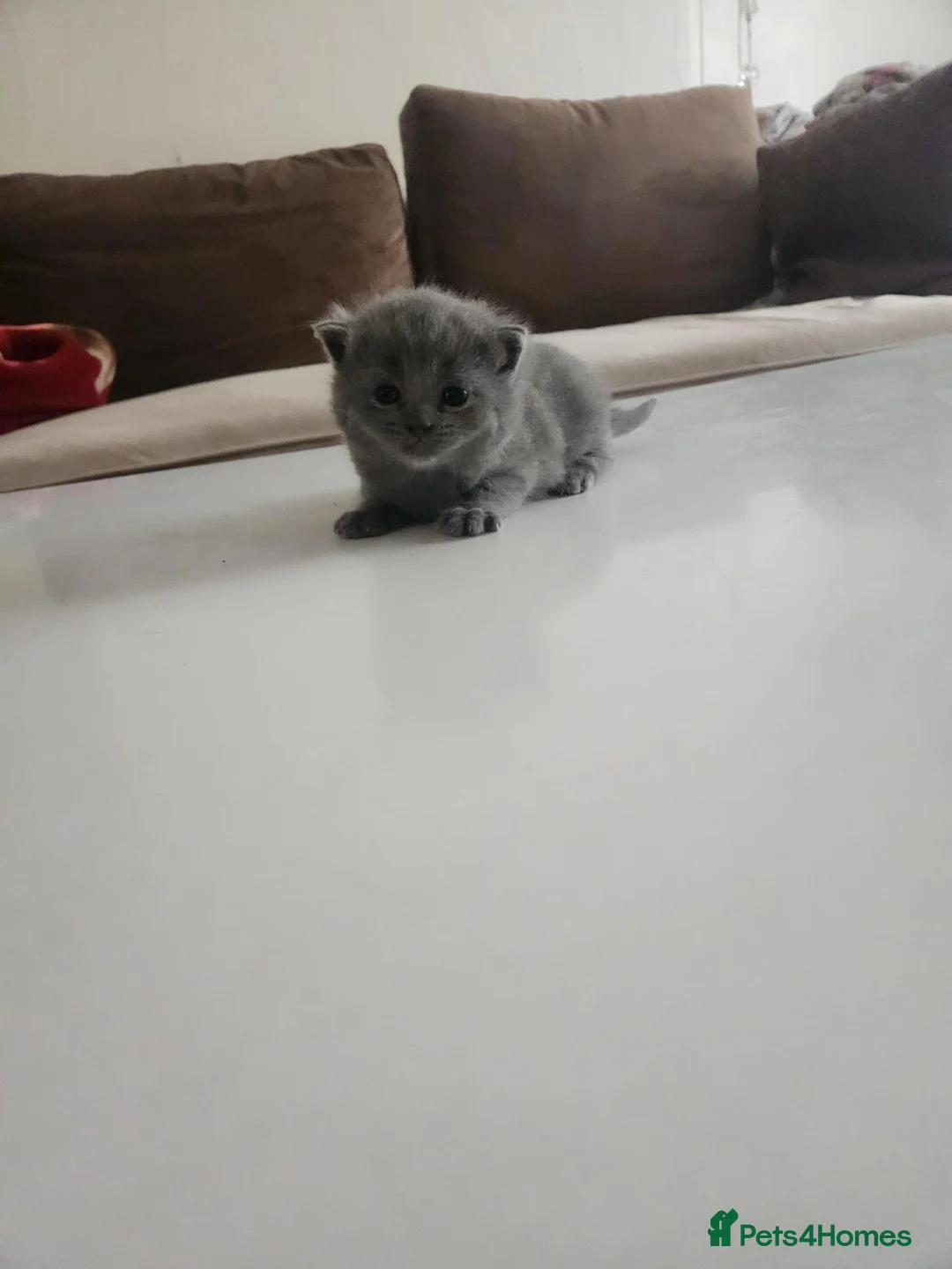 British Shorthair cats for sale: Adorable British Shorthair Kittens - Advert 2