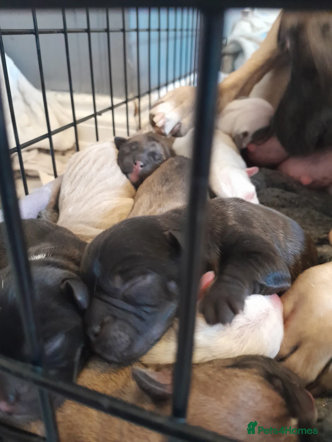 Mixed Breed dogs for sale: Mixed breed - Advert 4