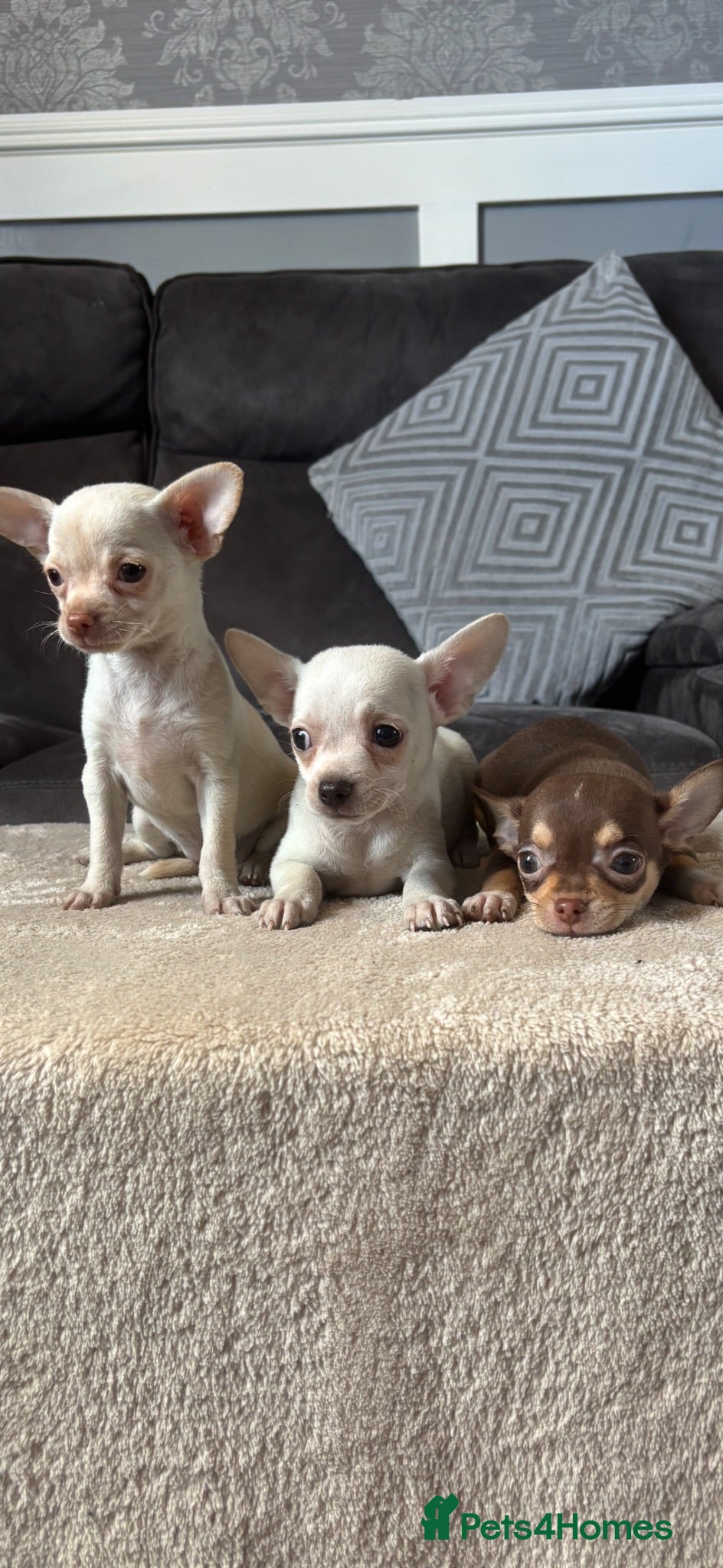Chihuahua dogs Chihuahua puppy’s  - Advert 2
