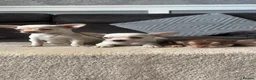 Chihuahua dogs for sale: Chihuahua puppy’s  - Advert 2