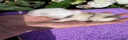 Mini Lop rabbits for sale: Gorgeous mini lop babies ready October - Advert 26