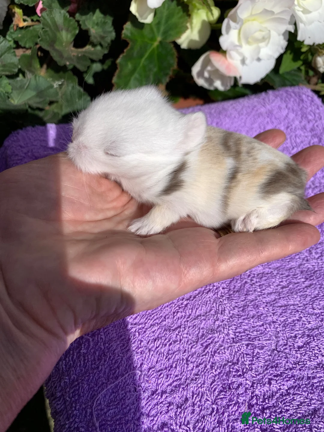 Mini Lop rabbits for sale: Gorgeous mini lop babies ready October - Advert 26