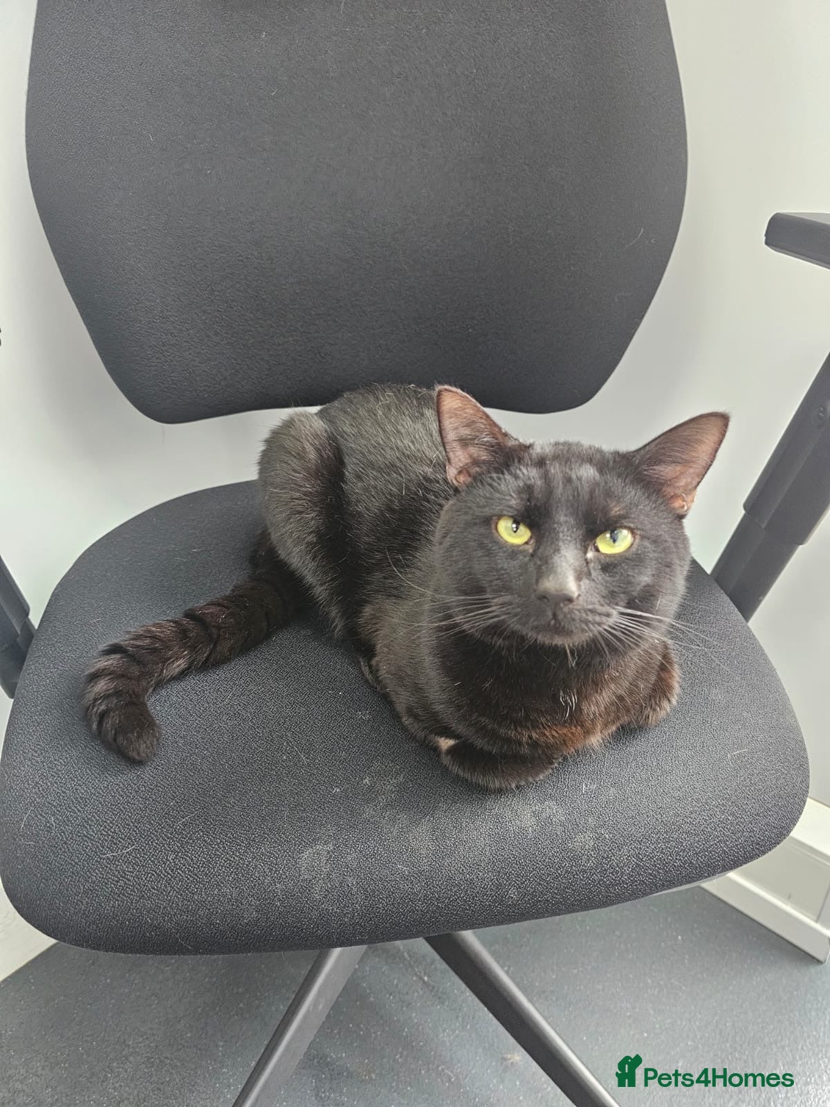 Mixed Breed cats Choochi the foster tom cat needs indoor home - Advert 1
