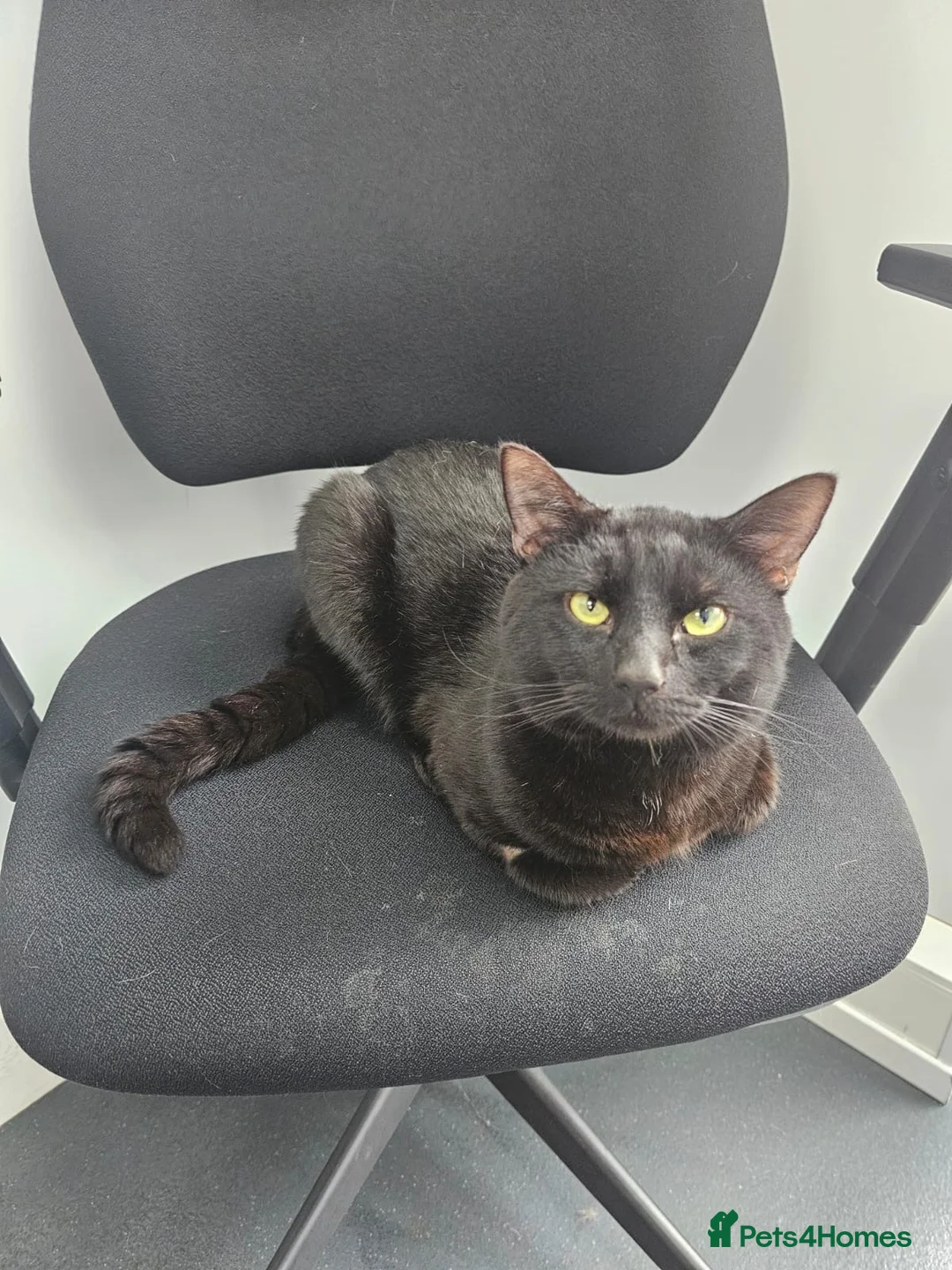 Mixed Breed cats for adoption: Choochi the foster tom cat needs indoor home - Advert 1