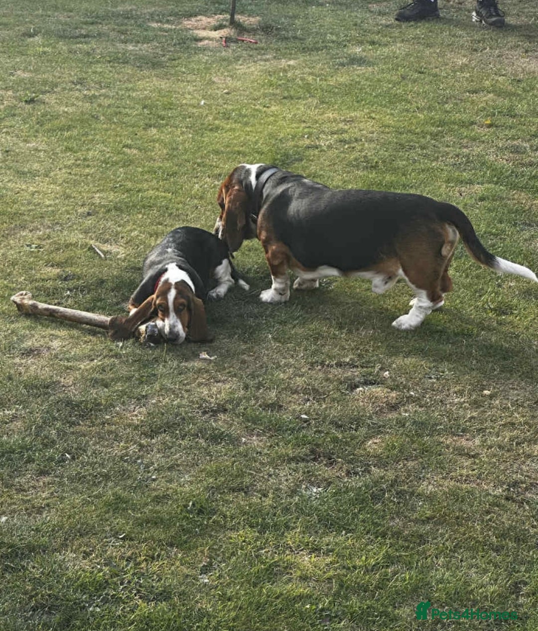 Basset Hound dogs for sale: Basset hound puppies  - Advert 3