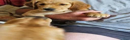 Golden Retriever dogs for sale: 3 gorgeous boys left - Advert 4