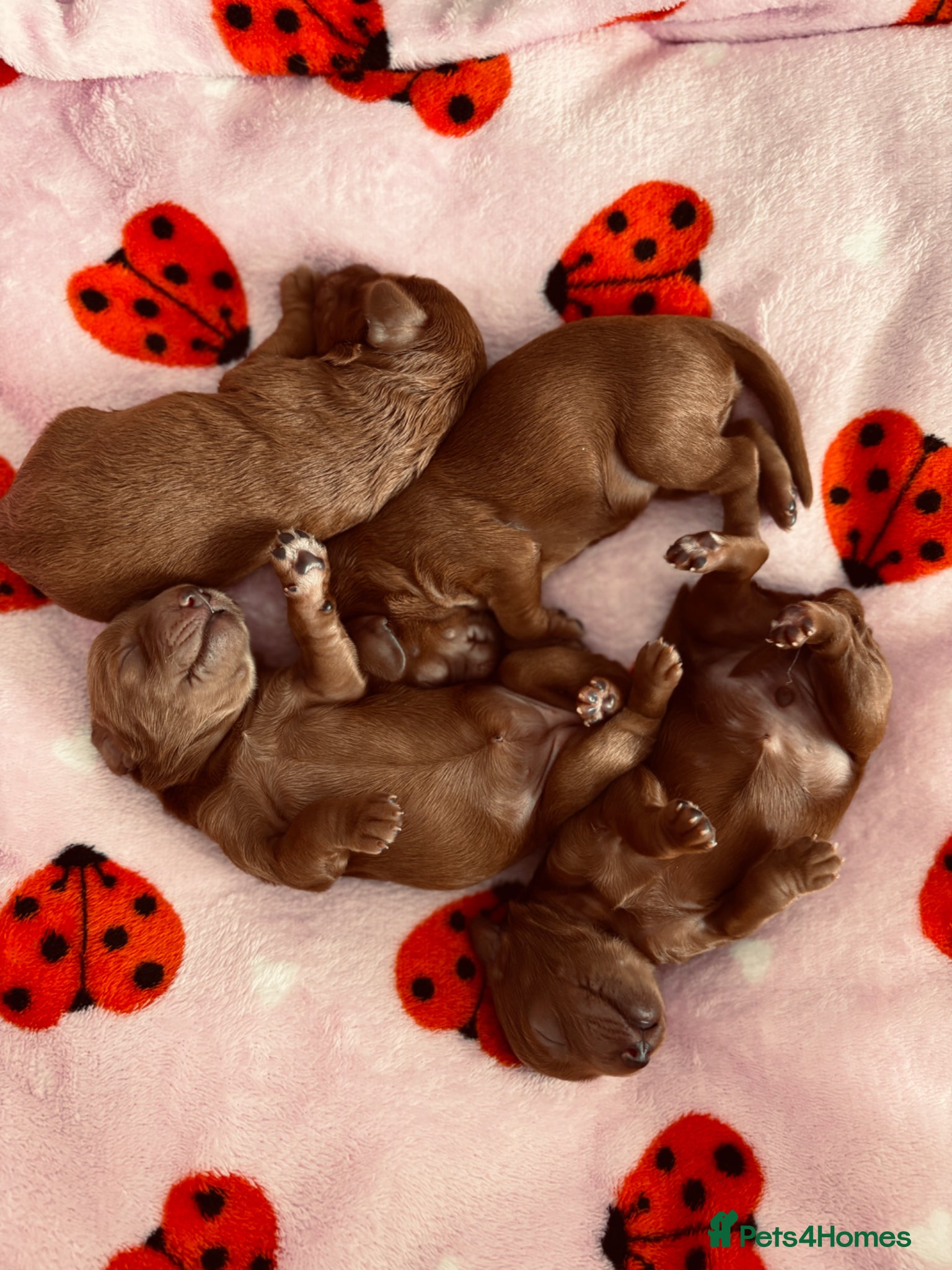 Australian Labradoodle dogs for sale: Stunning Mini Australian Labradoodles Puppies 🐾 - Advert 8