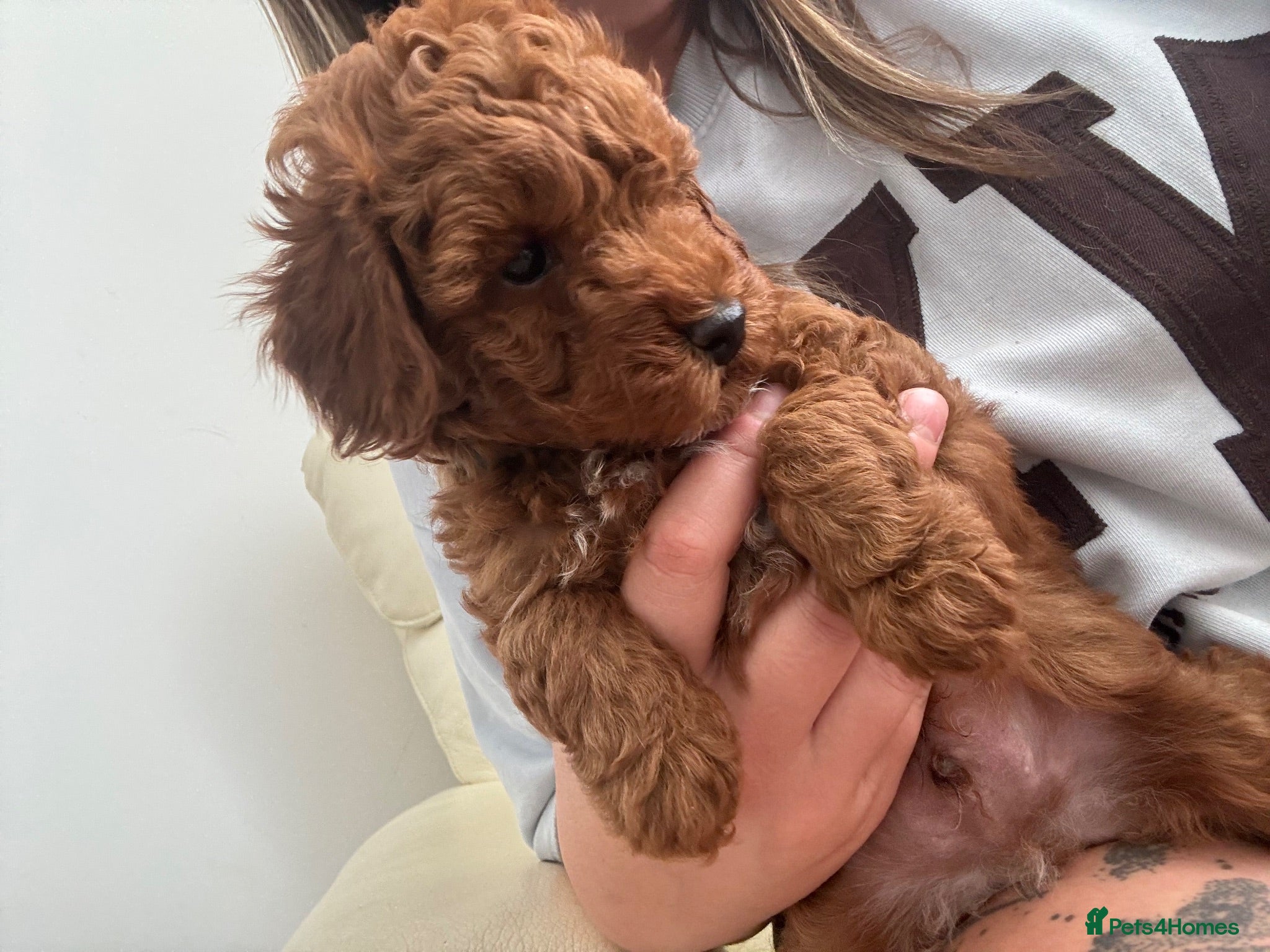 Toy Poodle dogs ✨💙 last MALE Deep Red Toy Poodle Puppy 🌟 - Advert 6