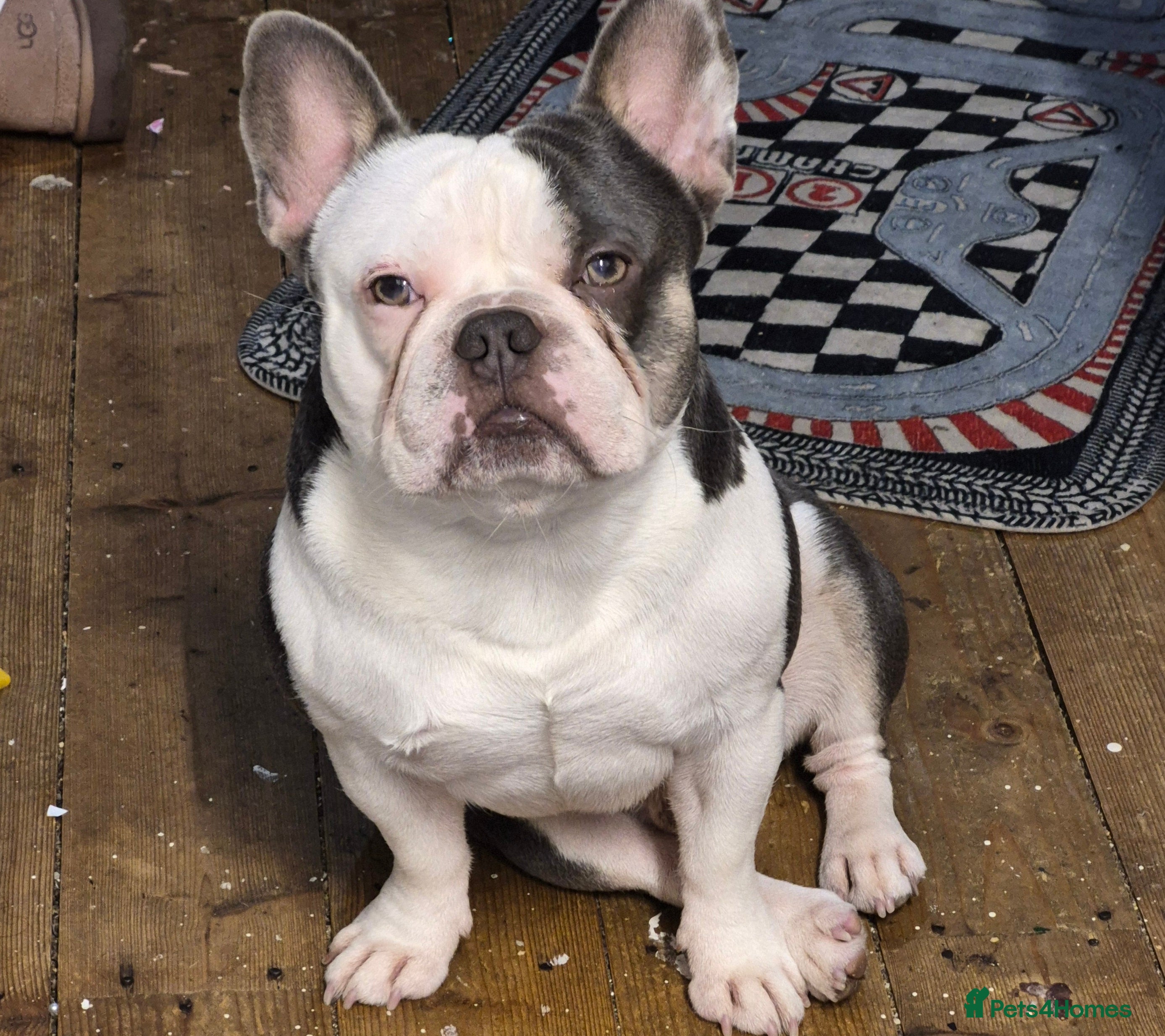 French Bulldog dogs Stud me  - Advert 22