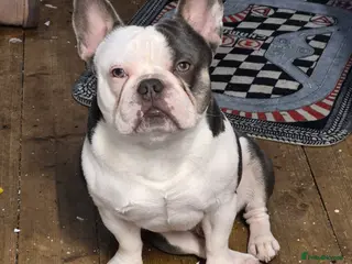 French Bulldog dogs Stud me - Advert 15