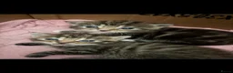 Mixed Breed cats for sale: Tabby and black kittens  - Advert 17