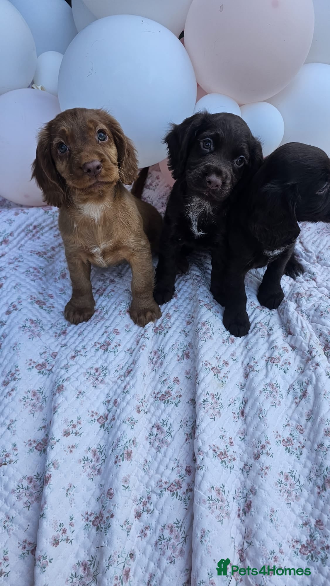Cocker Spaniel dogs Countryside raised kc reg working cocker spaniel   - Advert 2