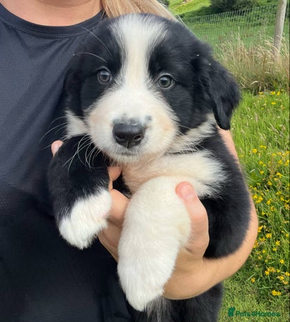 Bernese Mountain Dog dogs - Advert 3