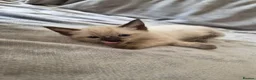 Siamese cats for sale: Silver colour point kittens  in Wallsend - Advert 4