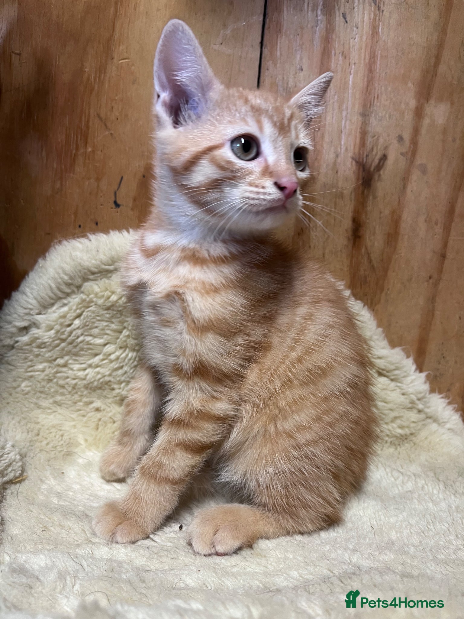 Mixed Breed cats for sale: Beautiful kittens  in Boston - Advert 3