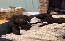 Cockapoo dogs for sale: Beautiful litter of chocolate cockapoo puppies  - Advert 9