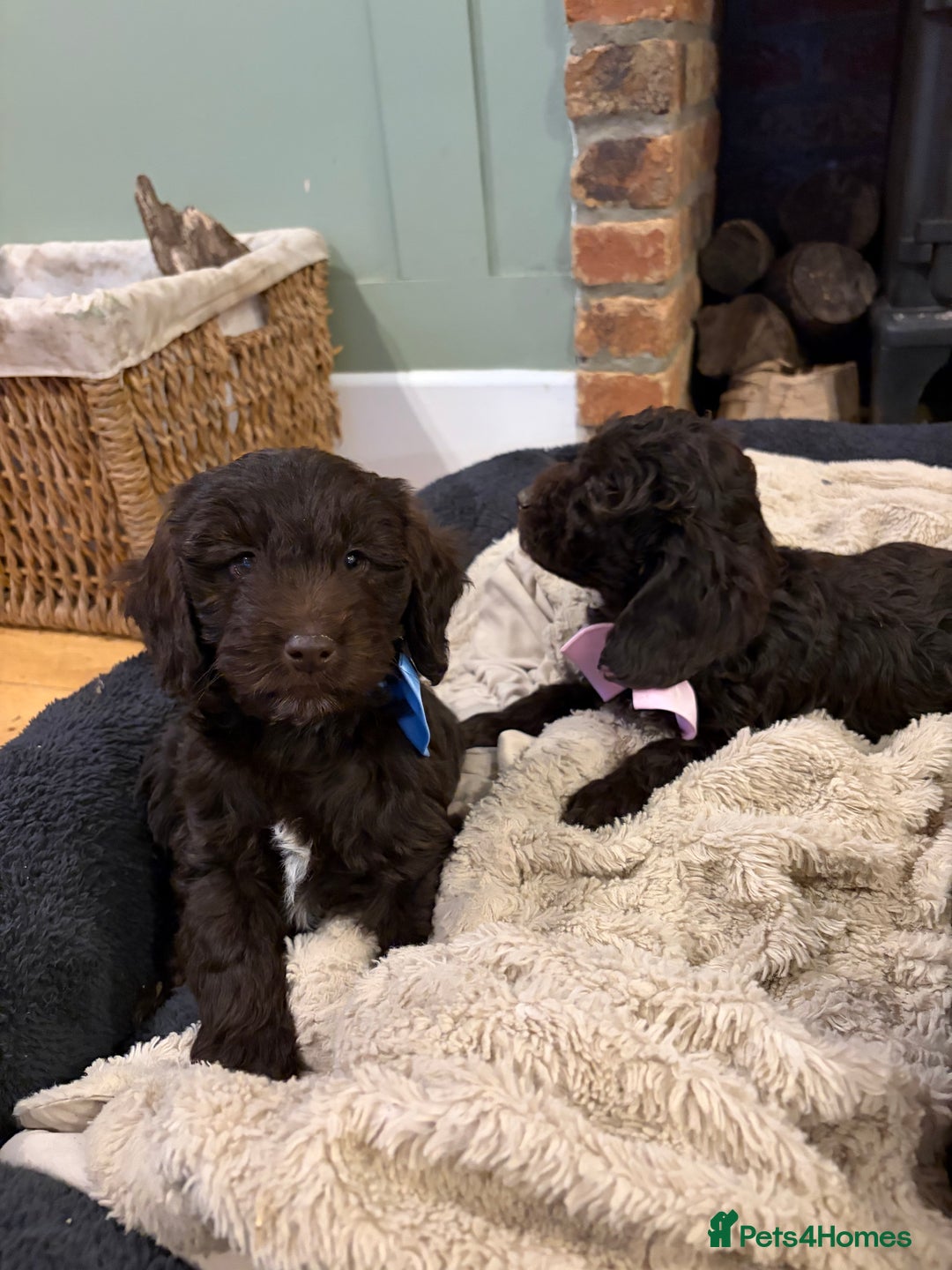 Cockapoo dogs for sale: Beautiful litter of chocolate cockapoo puppies  - Advert 9