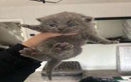 British Shorthair cats for sale: British short haired kittens ❤️ - Image 5