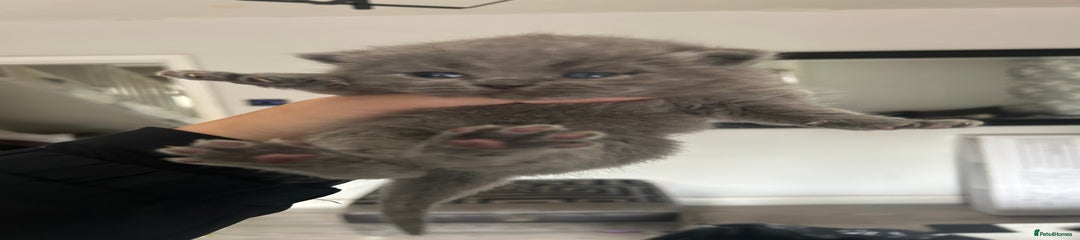British Shorthair Kitten 4