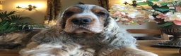Cocker Spaniel dogs for stud: Stunning Sable, Show Cocker Stud,  Health Tested. in Market Drayton - Advert 7