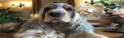 Cocker Spaniel dogs for stud: Stunning Sable, Show Cocker Stud,  Health Tested. in Market Drayton - Advert 7