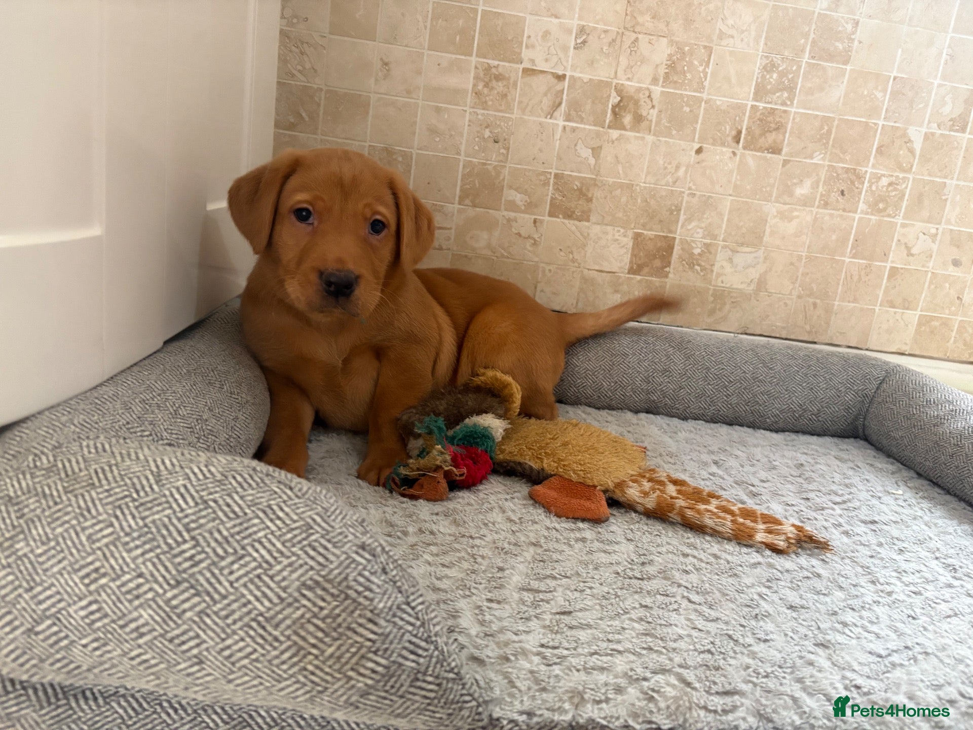 Labrador Retriever dogs KC Fully Health Tested Labrador Puppies  - Advert 1