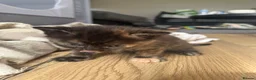 Mixed Breed cats for sale: DHS x Ragdoll  - Advert 20