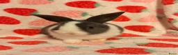 Dutch rabbits for sale: Dutch lops ready to reserve  - Advert 6