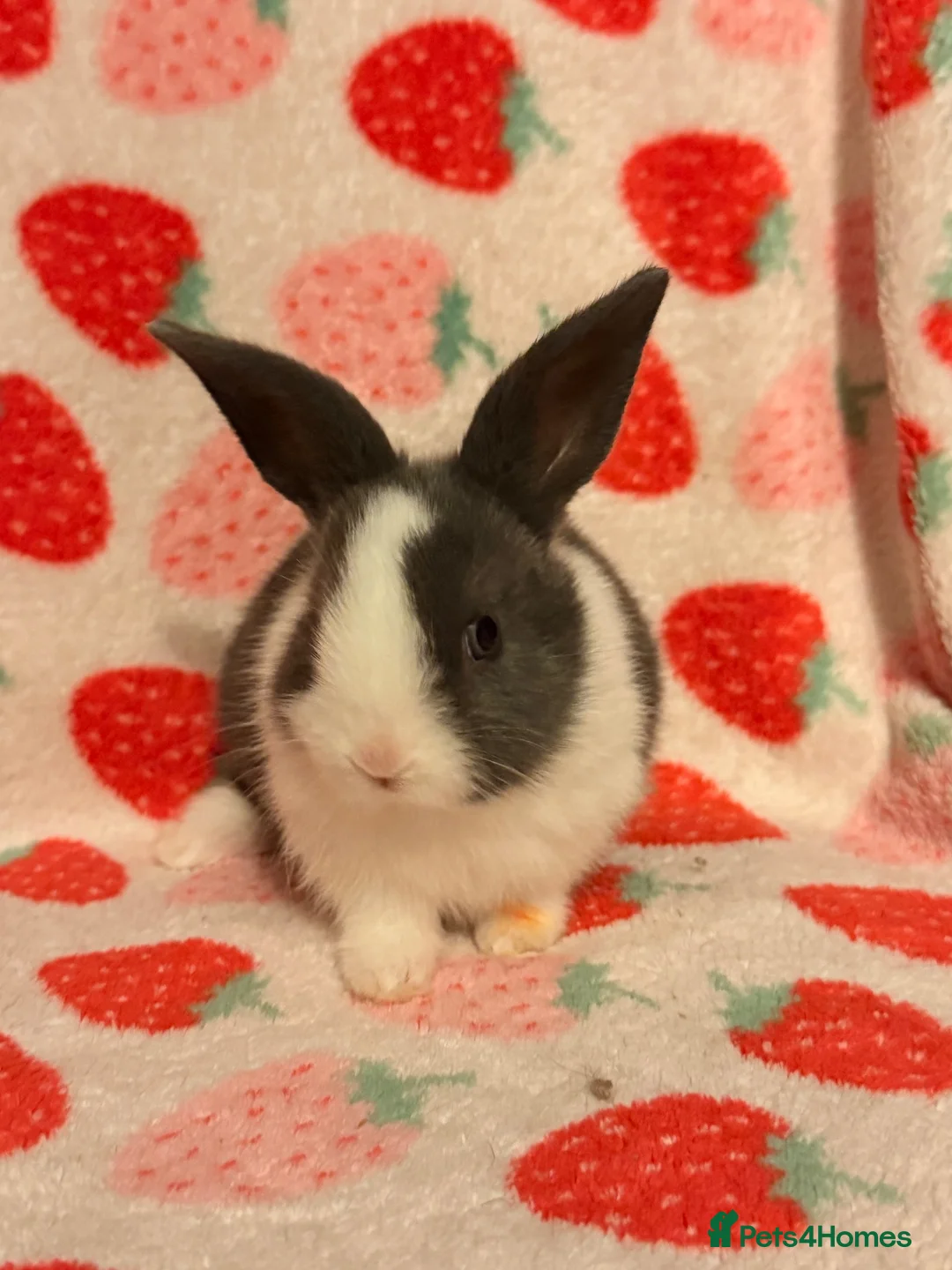 Dutch rabbits for sale: Dutch lops ready to reserve  - Advert 2