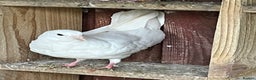 Doves birds for sale: fantails white doves  - Advert 5