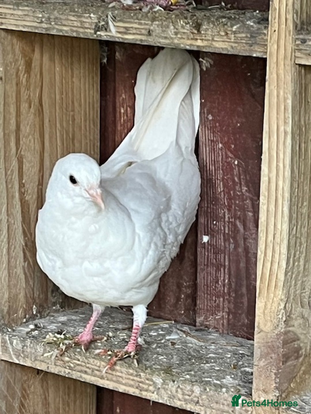 Doves birds for sale: fantails white doves  - Advert 5