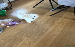 Maltipoo dogs for sale: Male Maltipoo puppy  - Image 2