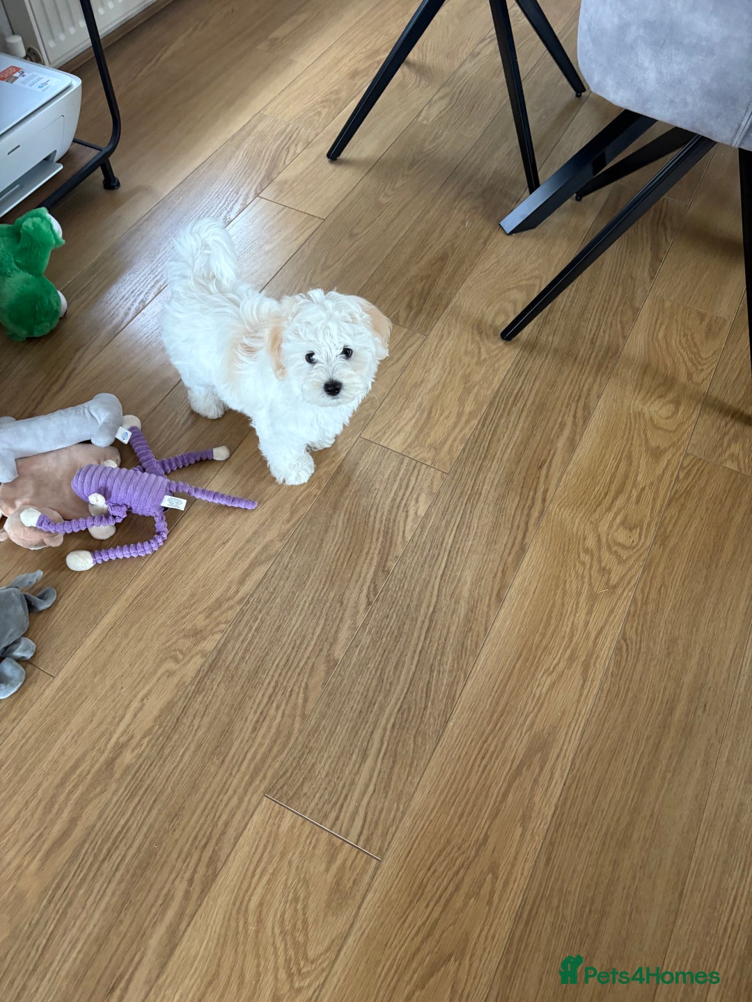 Maltipoo dogs for sale: Male Maltipoo puppy  - Image 2