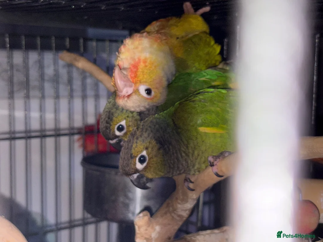 Conures birds for sale: Hand-tamed conure - Advert 1