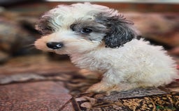 Cockapoo dogs for sale: Stunning mini cockapoo dna checked puppies - Advert 4