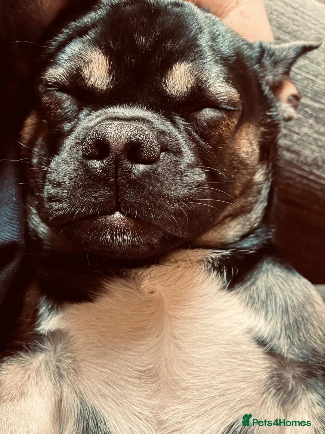 Mixed Breed dogs for sale: 6month old Max looking for a loving new home - Advert 1