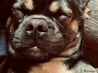 Mixed Breed dogs 6month old Max looking for a loving new home - Advert 4