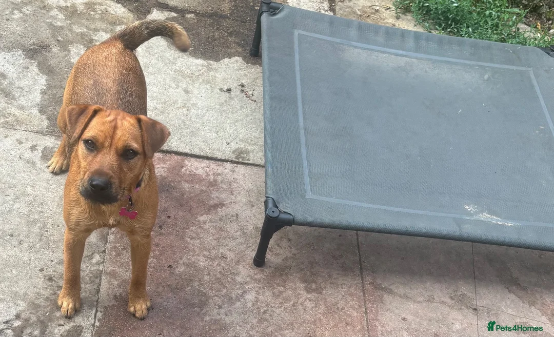 Mixed Breed dogs for sale: Beautiful Lakeland x patterdale girl  - Advert 3