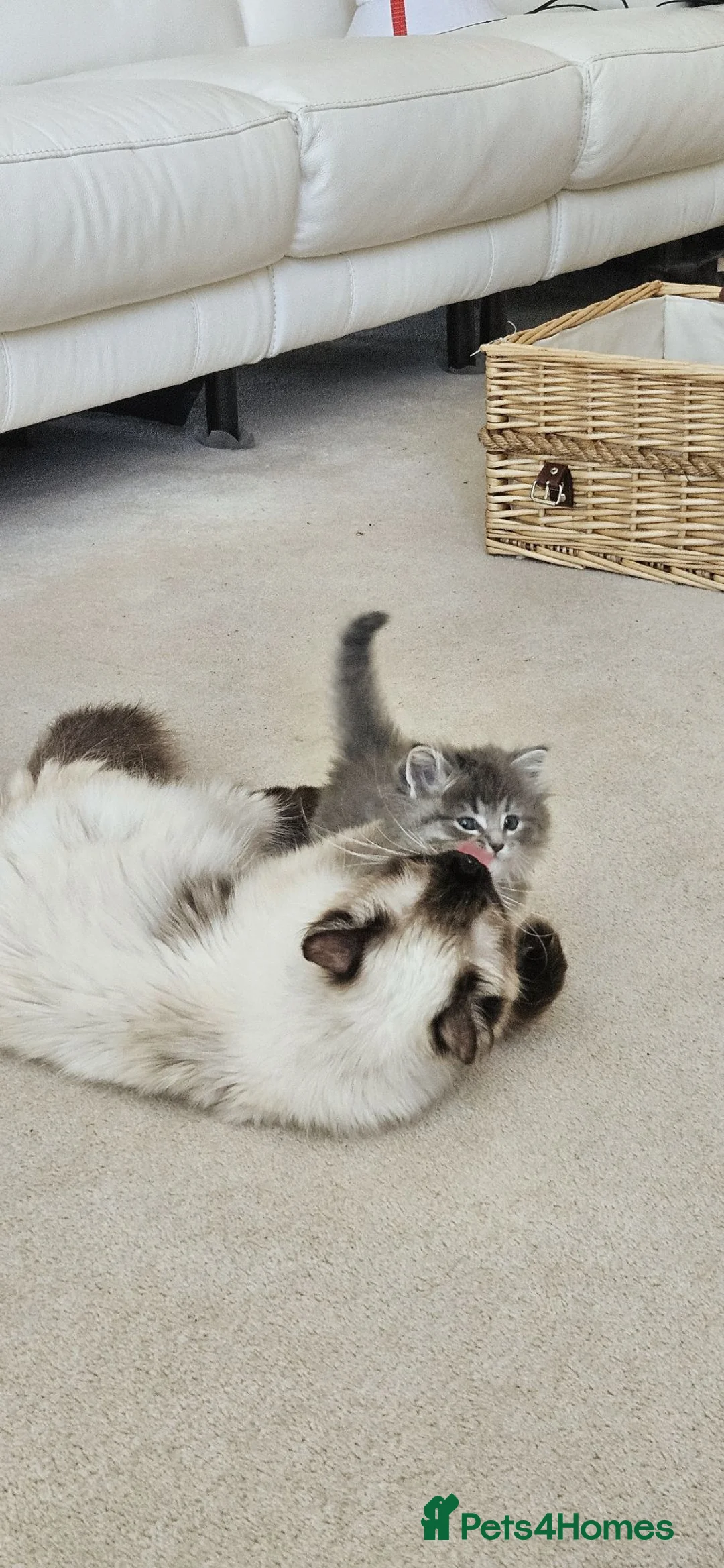 Siberian cats for sale: 🐾 Beautiful Purebred Siberian Kittens - Advert 20