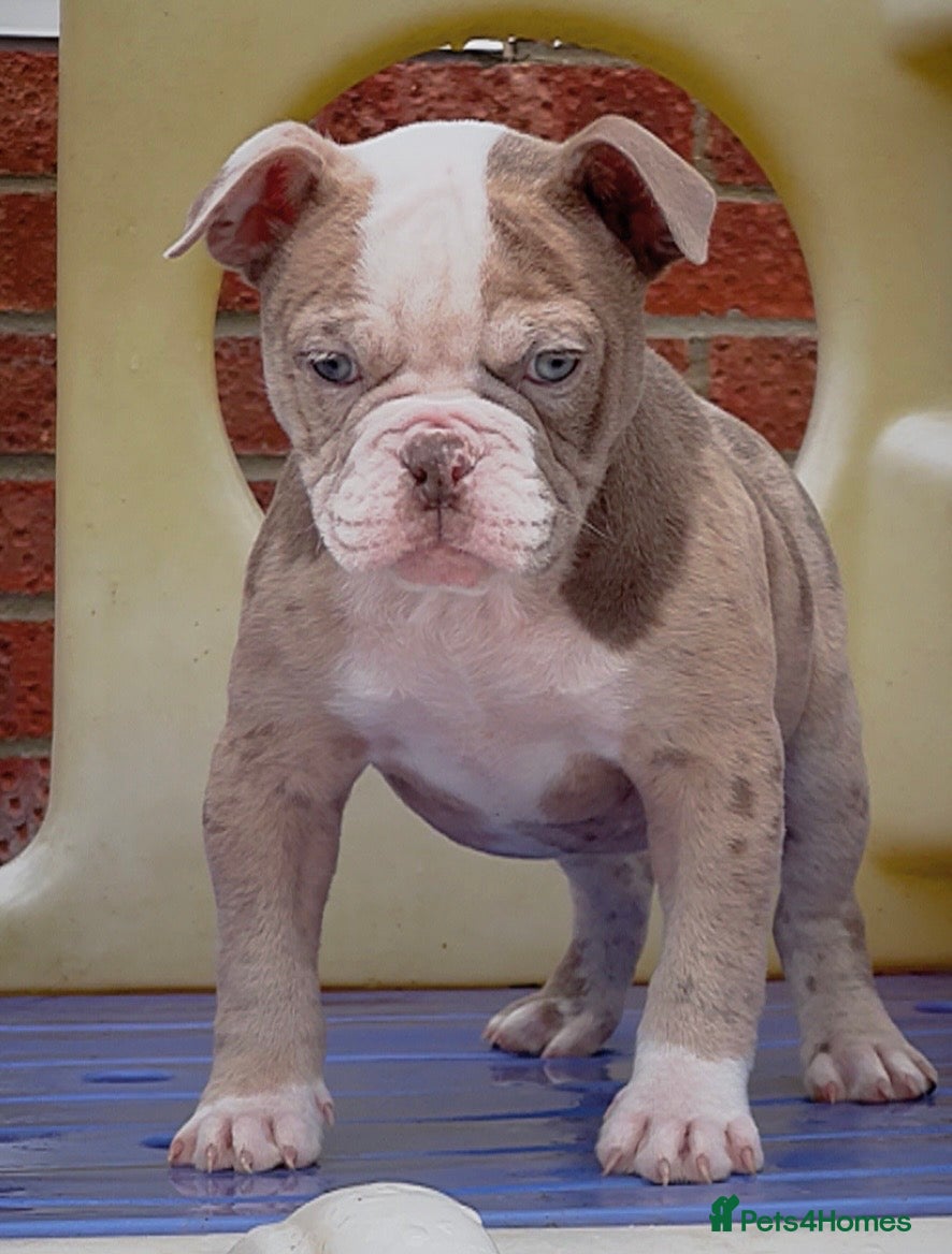 Old Tyme Bulldog dogs 23 YEARS, EXPERIENCE, 5 STAR RATED, LICENSED - Advert 2