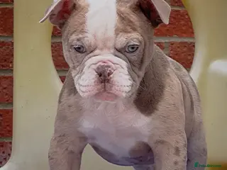 Old Tyme Bulldog dogs 23 YEARS, EXPERIENCE, 5 STAR RATED, LICENSED - Advert 2