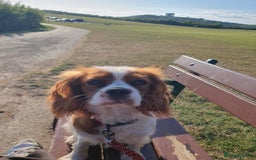 Cavalier King Charles Spaniel dogs for sale: Cavalier king charles girl 8mths  - Image 2