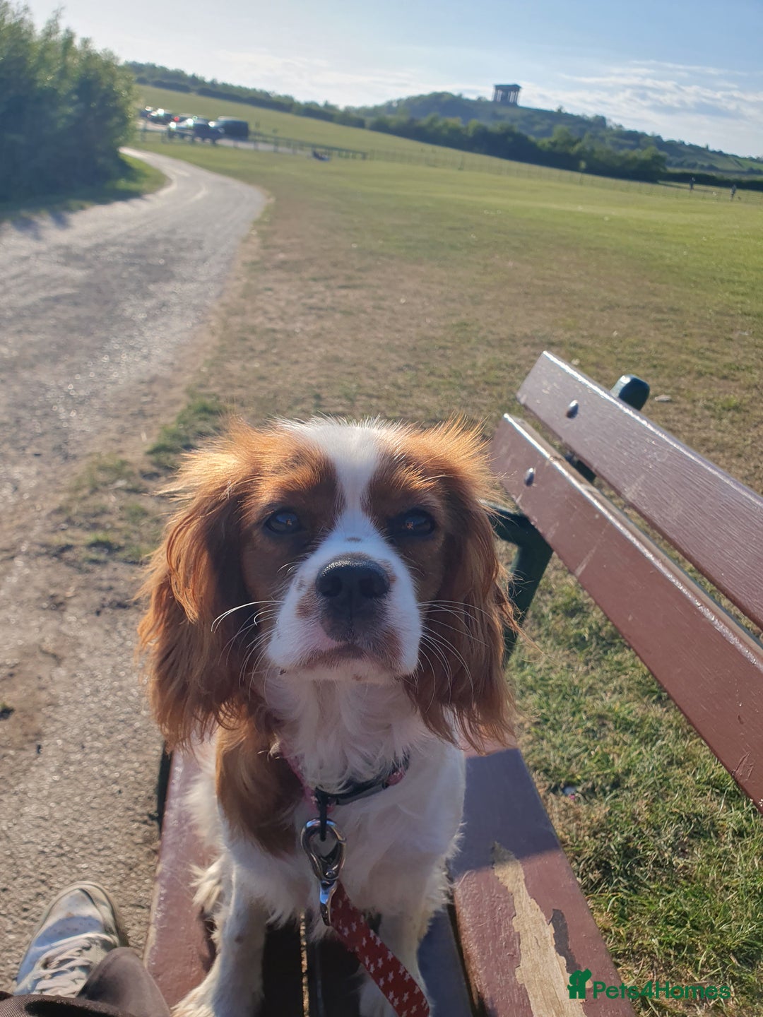 Cavalier King Charles Spaniel dogs for sale: Cavalier king charles girl 8mths  - Image 2