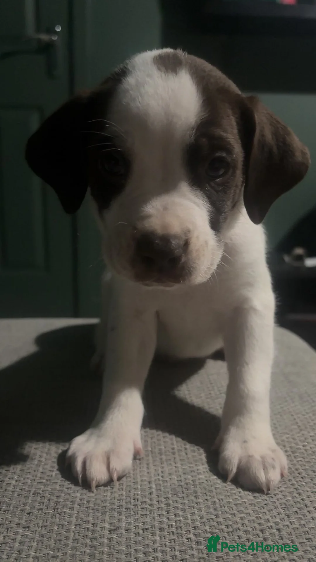 Mixed Breed dogs for sale: ‼️American bully x springer spaniel puppies ‼️  - Advert 16