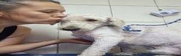 Lagotto Romagnolo dogs for adoption: SNOWY - Aptly named for a winter Adoption!  - Advert 8